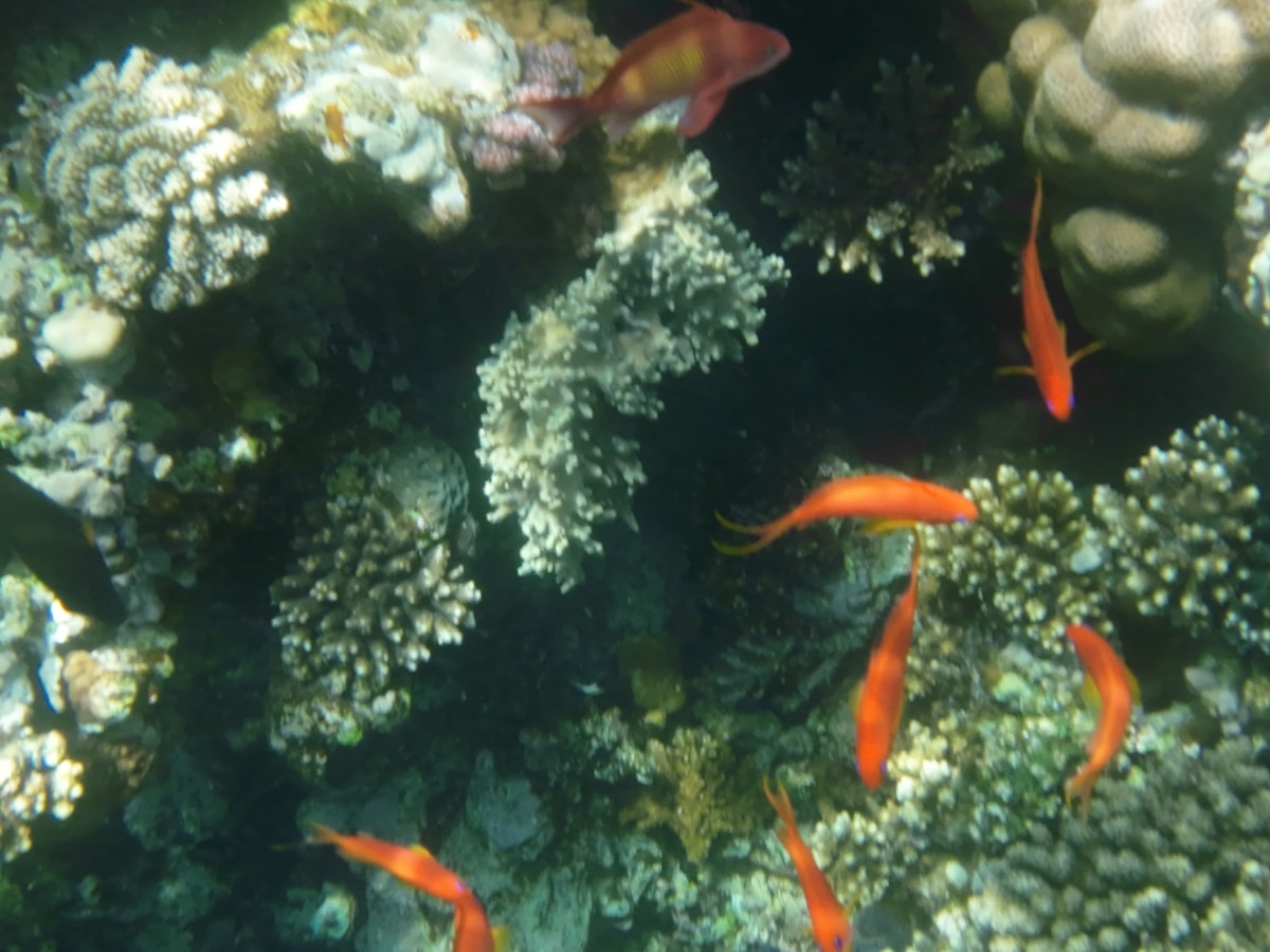 Orange anthias fish swimming over coral formations in the clear water of Dahab, Egypt