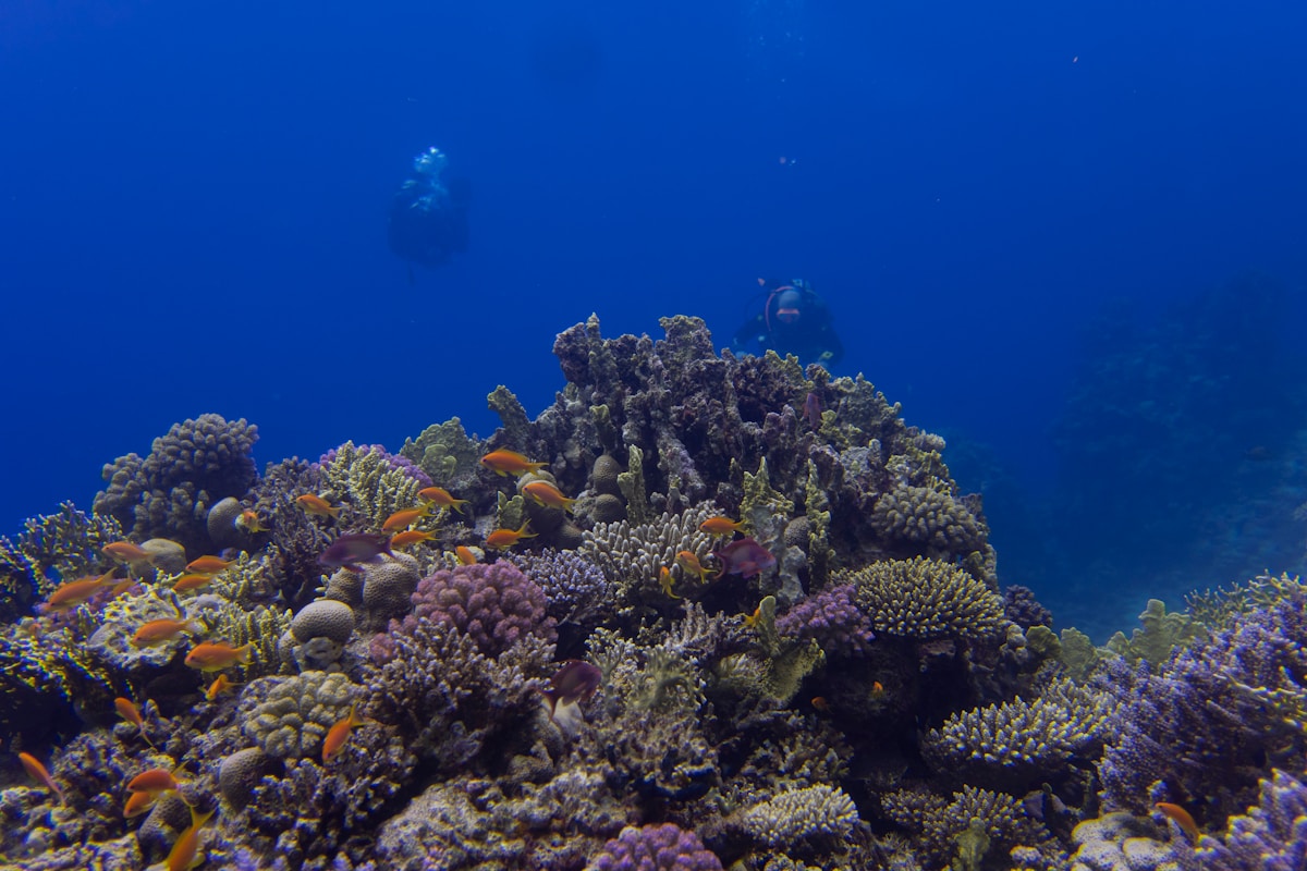 Scuba divers above a vibrant coral reef in the clear blue waters of the Red Sea, Hurghada, Egypt