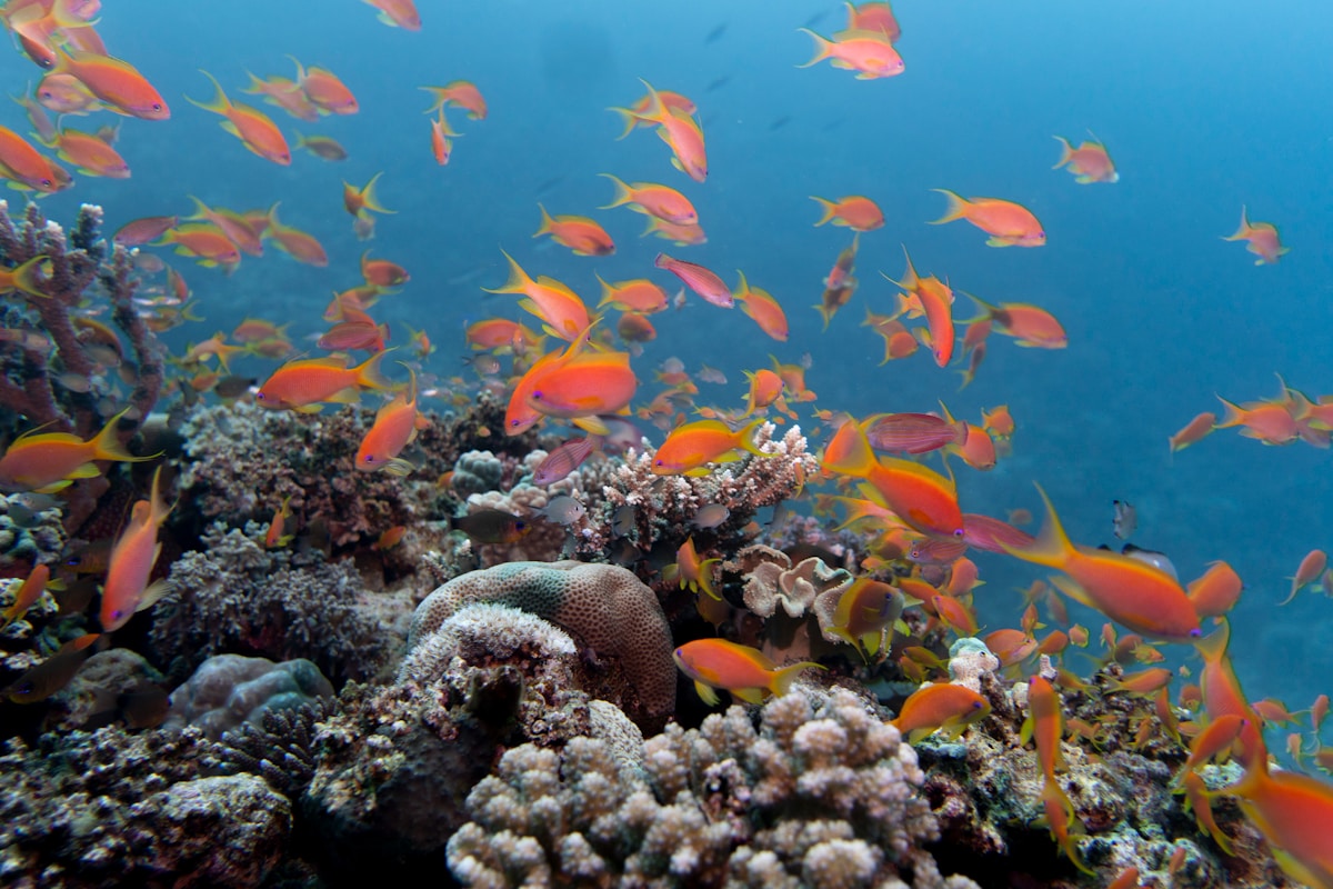 School of orange anthias fish swarming over a coral reef in the Red Sea, Egypt