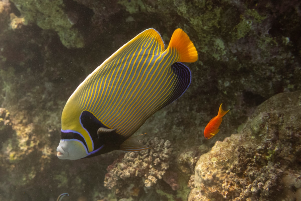 Emperor angelfish and small orange fish over coral reef in the clear waters of the Red Sea, Hurghada, Egypt
