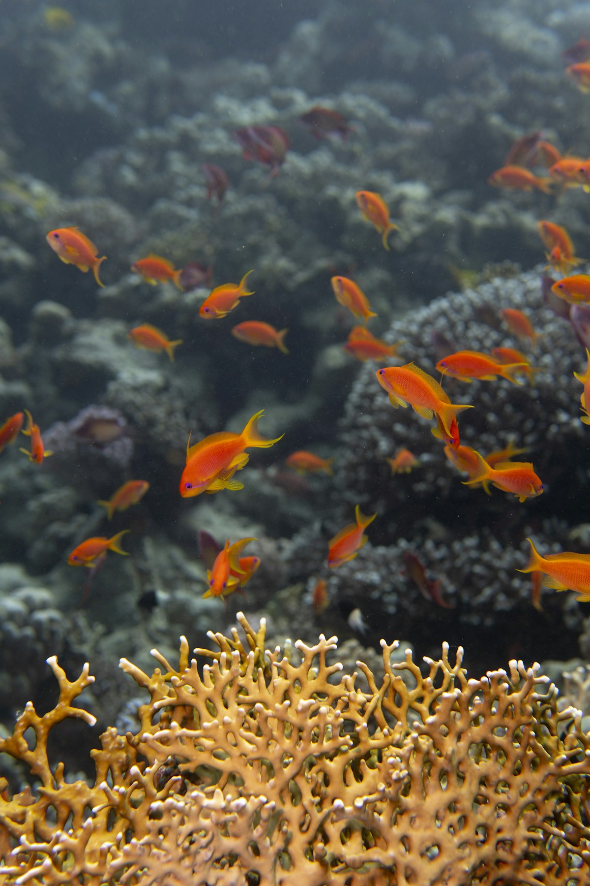 Dense school of orange anthias fish swarming over branching coral formations in the clear waters of Hurghada, Red Sea, Egypt