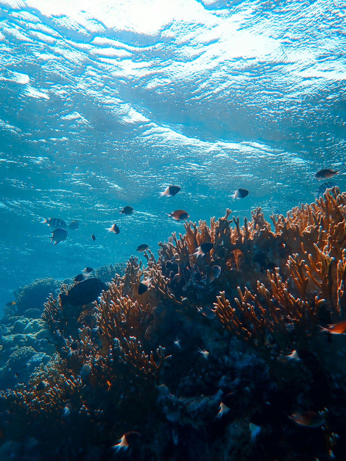 Oceanic whitetip shark at Elphinstone Reef, Marsa Alam