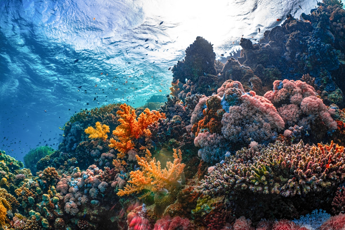 Clear Red Sea water and coral reef at Marsa Alam