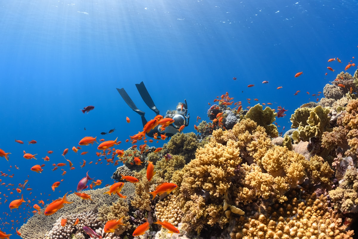 Scuba diver swimming over vibrant coral reef in the Red Sea