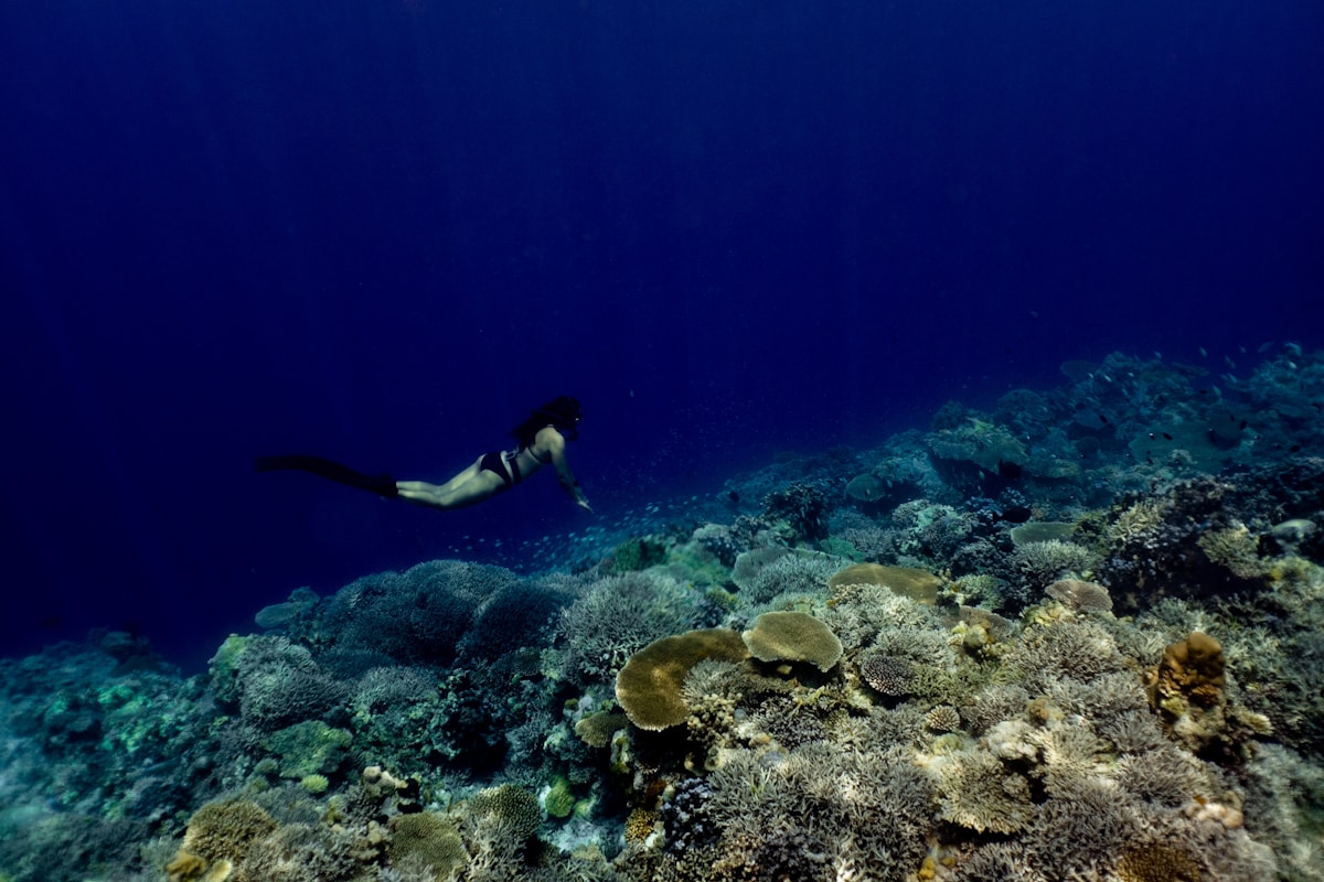 Coral reef and clear water at Ras Mohammed National Park near Sharm el-Sheikh